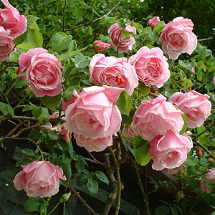 Luxury Garden Roses - Premier Collection - Pack of SIX Assorted Bush Roses