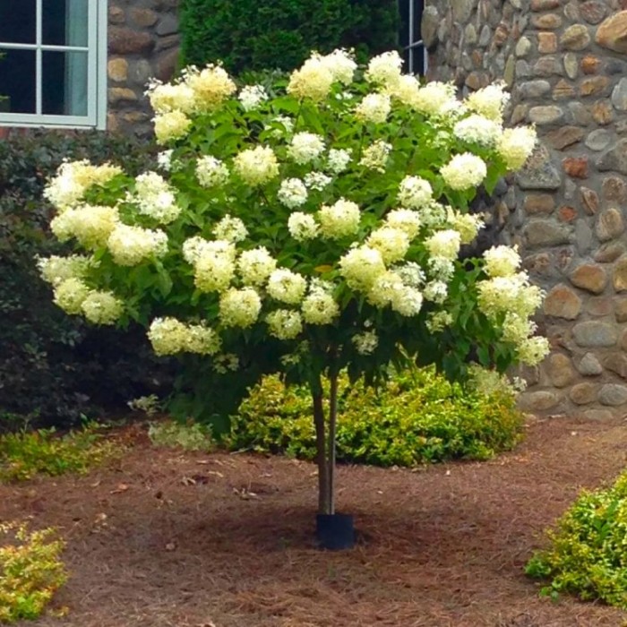 Image of Lollipop hydrangea plant in full bloom