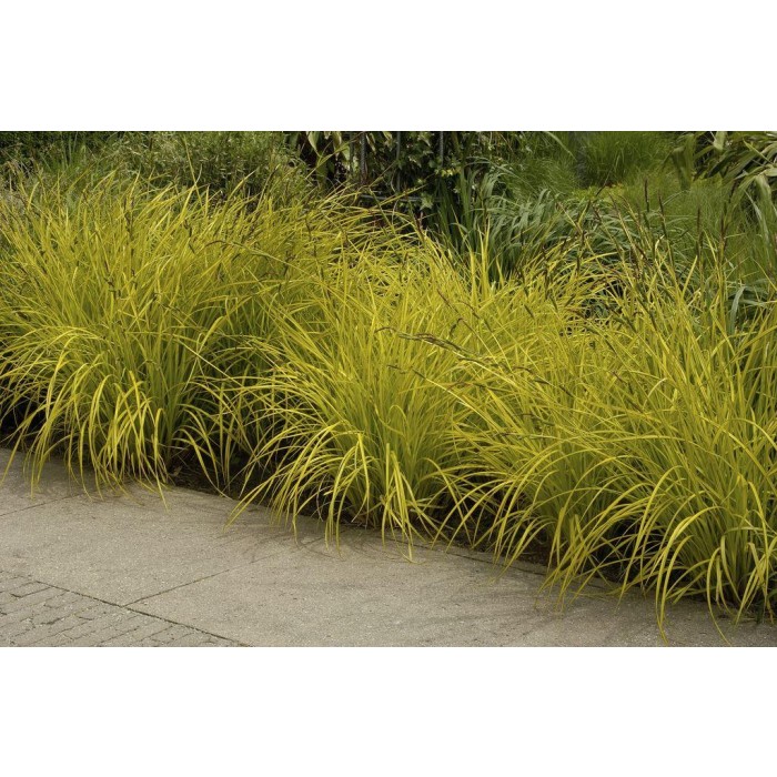 Carex elata Aurea - Bowles Golden Grass