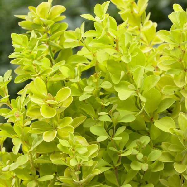 Berberis shrubs for sale UK | Buy Berberis plants