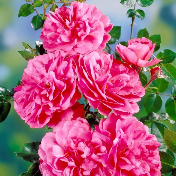 Climbing Roses for Sale UK | Gardening Express