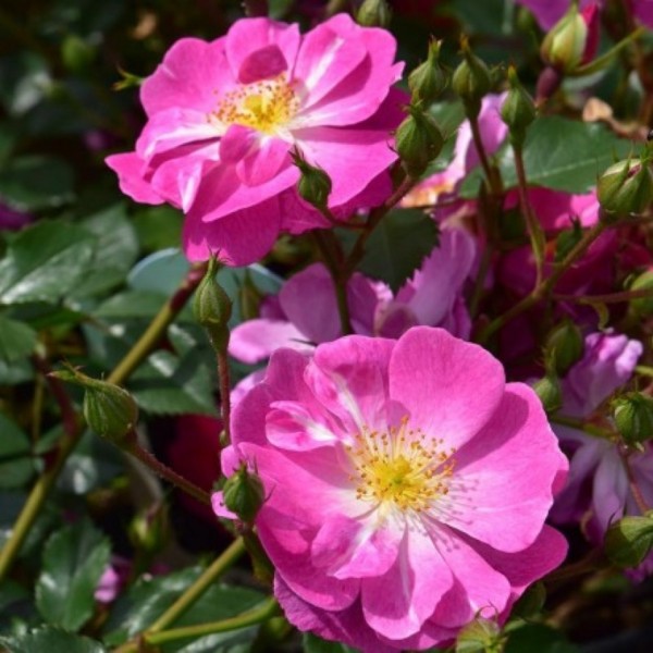 Flower Carpet Roses from Gardening Express Roses Perfect for Ground Cover