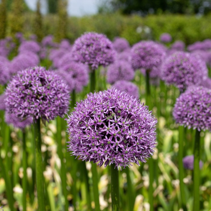 Allium Globemaster - Giant Globe Allium