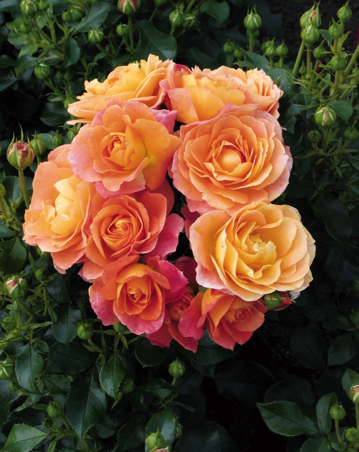 Rose Bonfire - Floribunda Shrub Rose