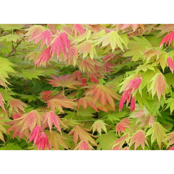 Acer shirasawanum 'Moonrise' - Japanese Maple