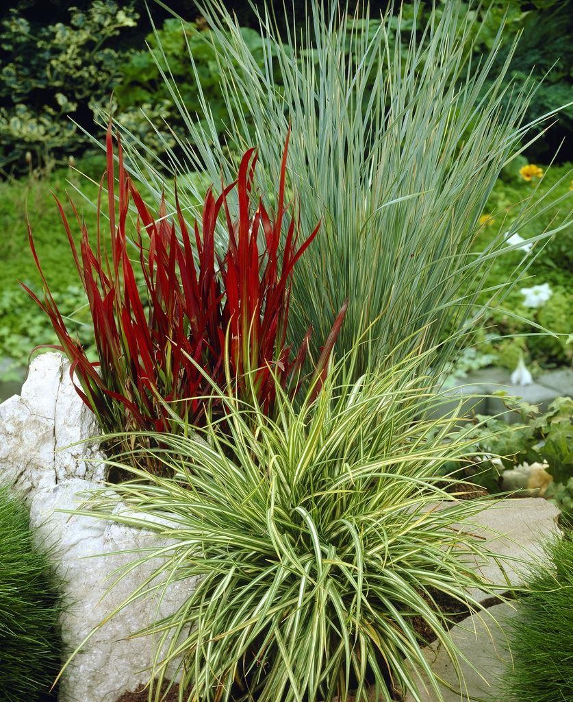 Gorgeous Grasses Collection - FIVE Different Ornamental Grasses