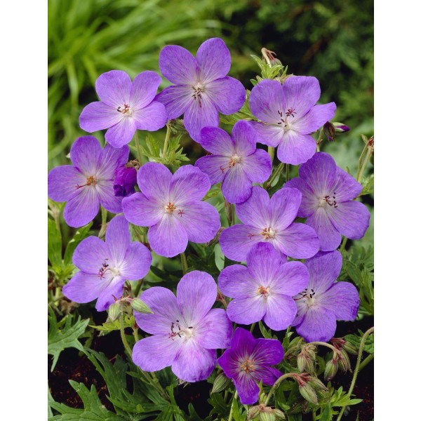 Geranium pratense Splish Splash - Cranesbill