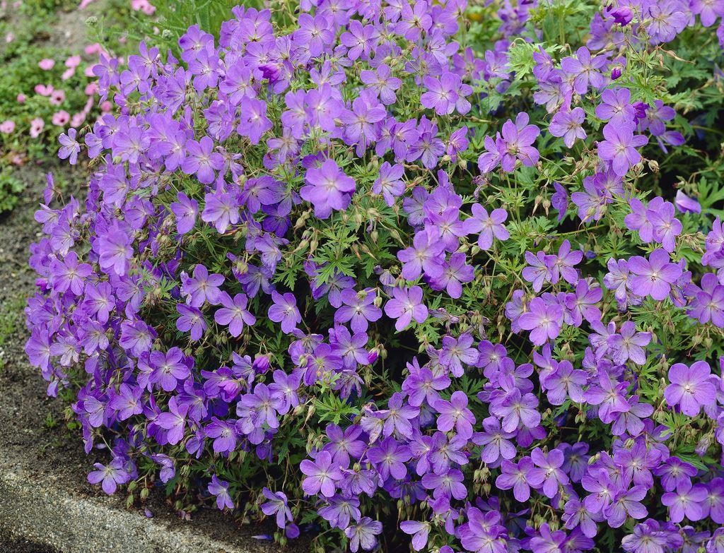 Geranium 'Johnson's Blue'