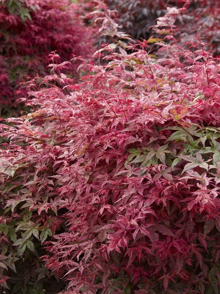 Acer palmatum Deshojo - Large Japanese Maple 80-100cm