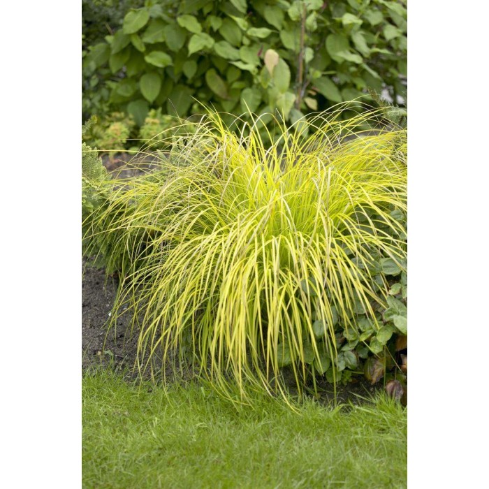 Carex elata Aurea - Bowles Golden Grass