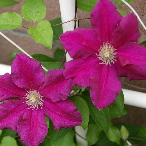 Page 2 | Clematis plants UK | Buy flowering clematis | Gardening Express