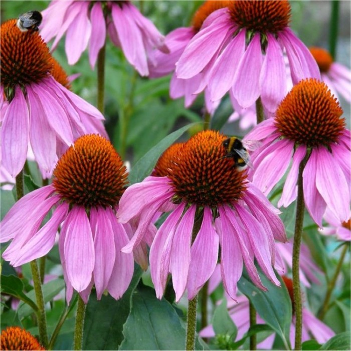 Echinacea Breeders Mix Sunny Colours Echinacea Plants - Pack of FIVE