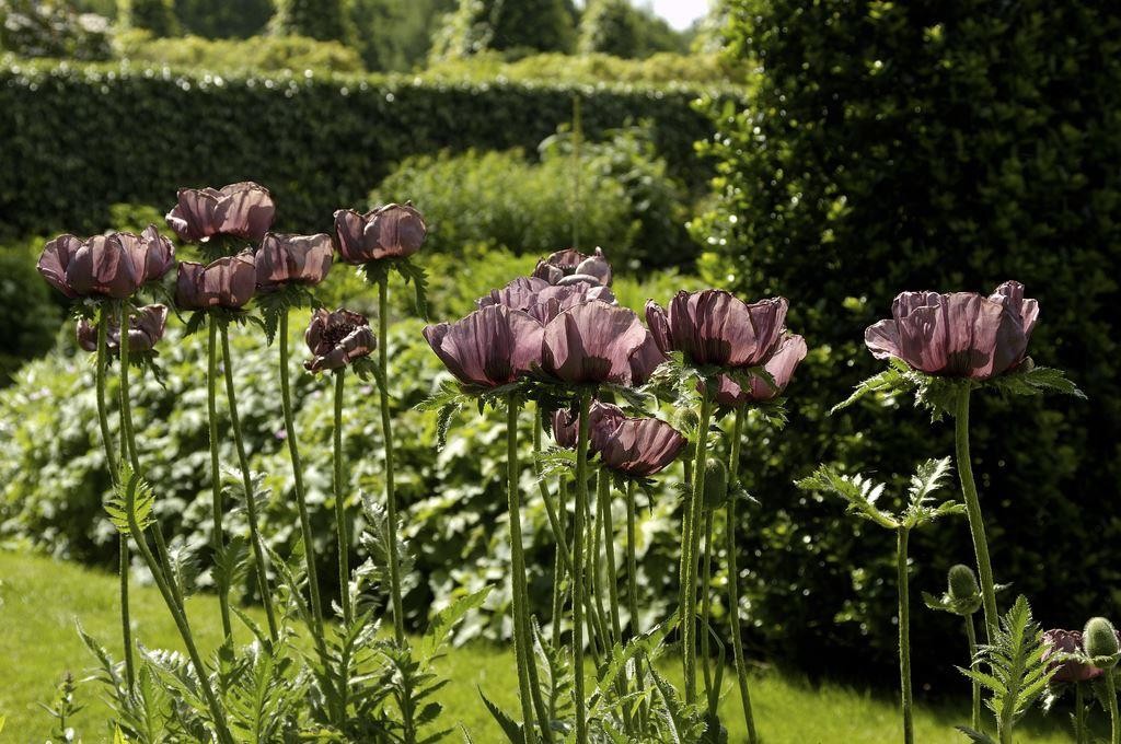 Papaver orientale Patty's Plum - Oriental Poppy