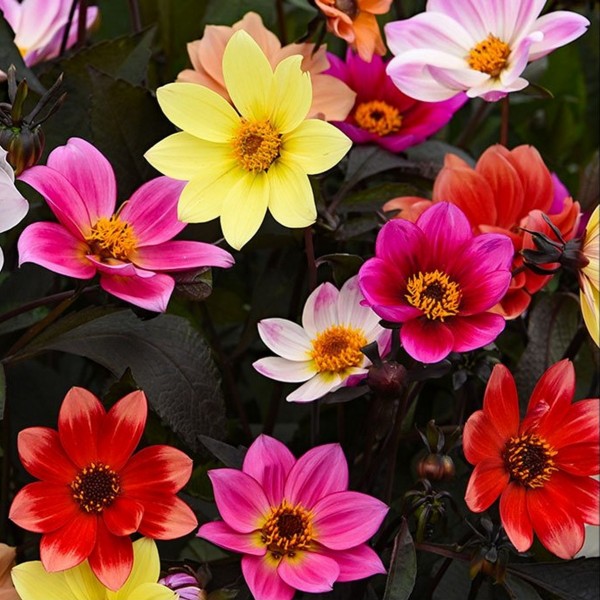 Dahlia Plants And Tubers | Buy Dahlia Tubers UK