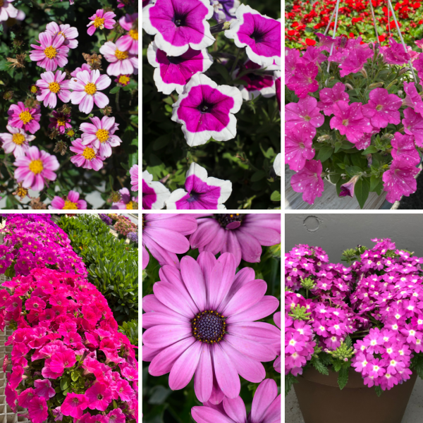 Bedding Plants