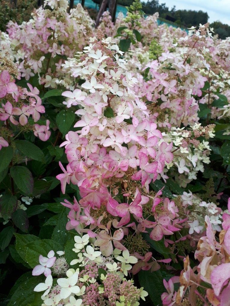 Hydrangea paniculata Confetti