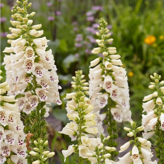 Digitalis purpurea Camelot Cream - Foxgloves