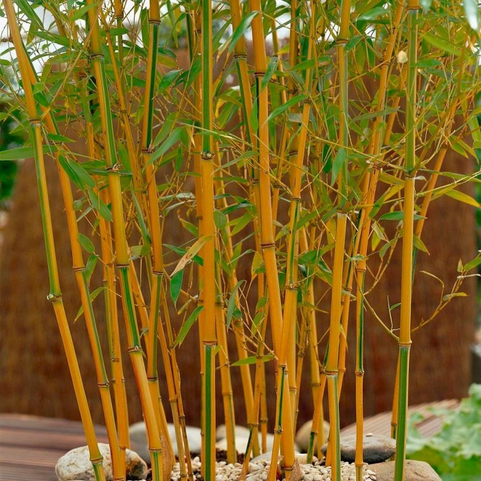 Phyllostachys aurea aureocaulis - Yellow-Groove Bamboo - 150-180cm