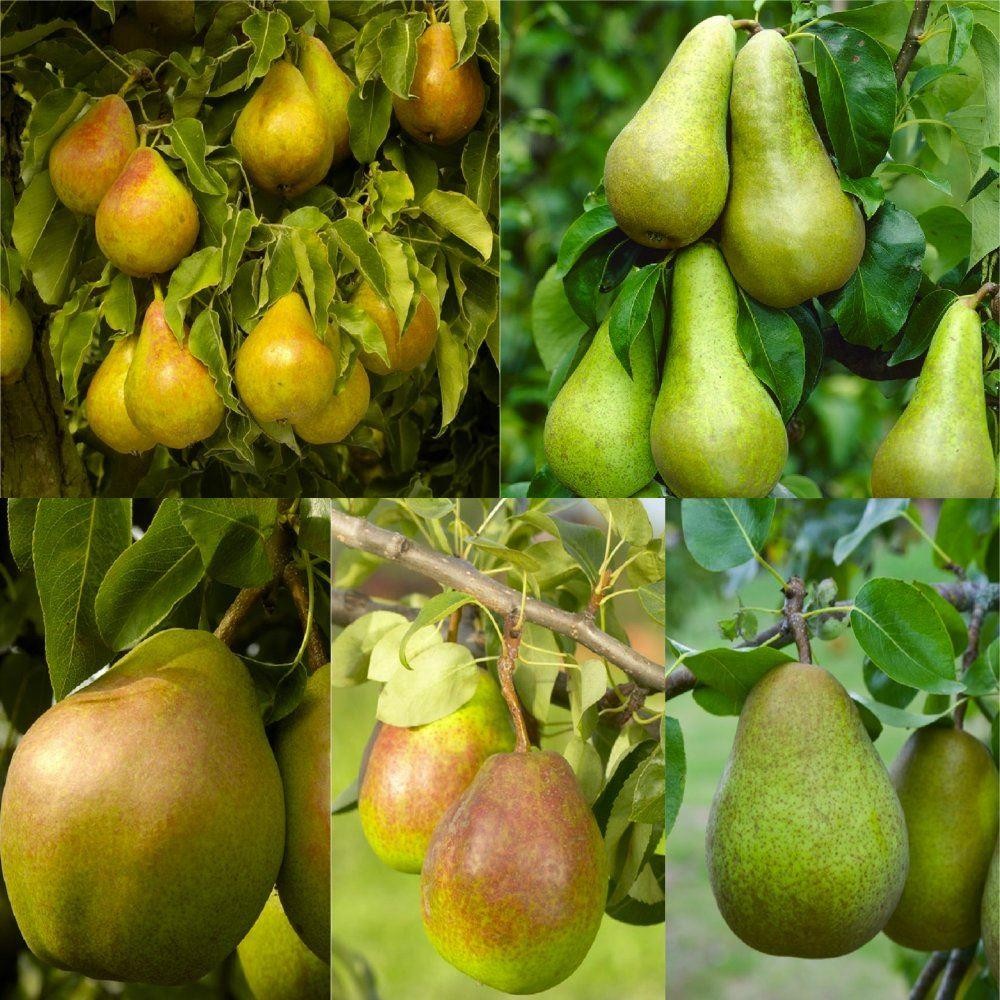 PEAR TREE - Multi-Variety Fruit Tree - PEAR - 5 varieties on one Tree!