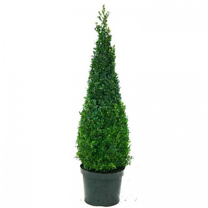 Premium Quality Topiary Buxus PYRAMID - Large 90-110cm