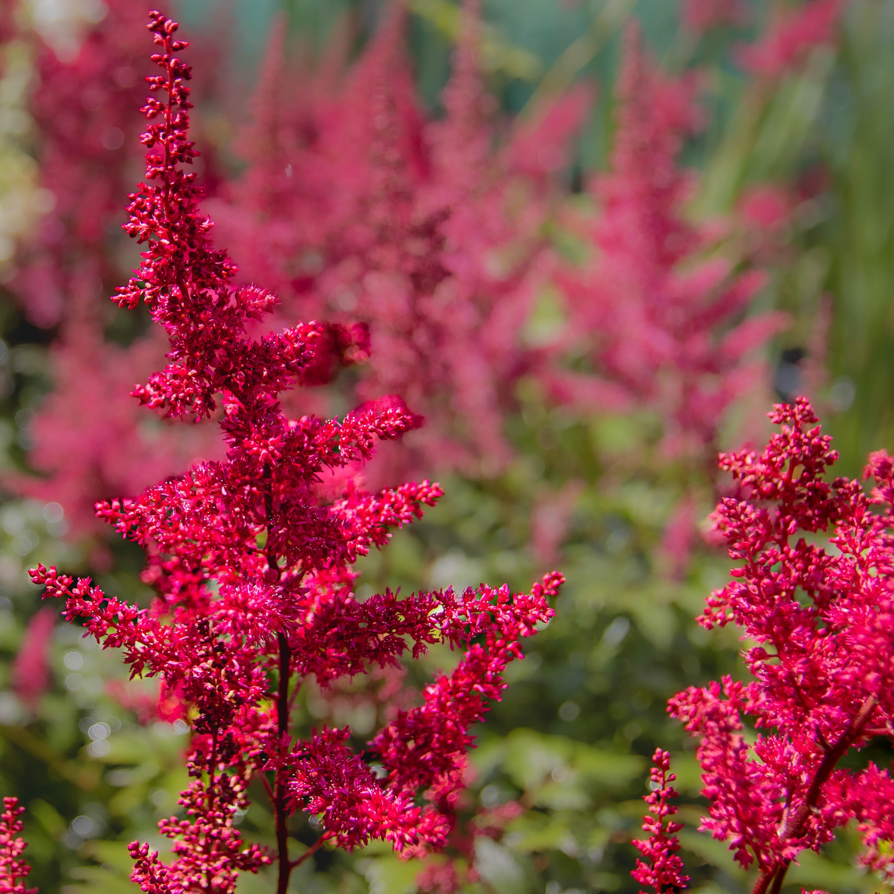 Astilbe Fanal - False Goats Beard