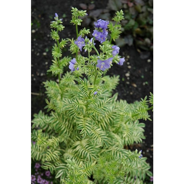 Polemonium caeruleum Brise d'Anjou