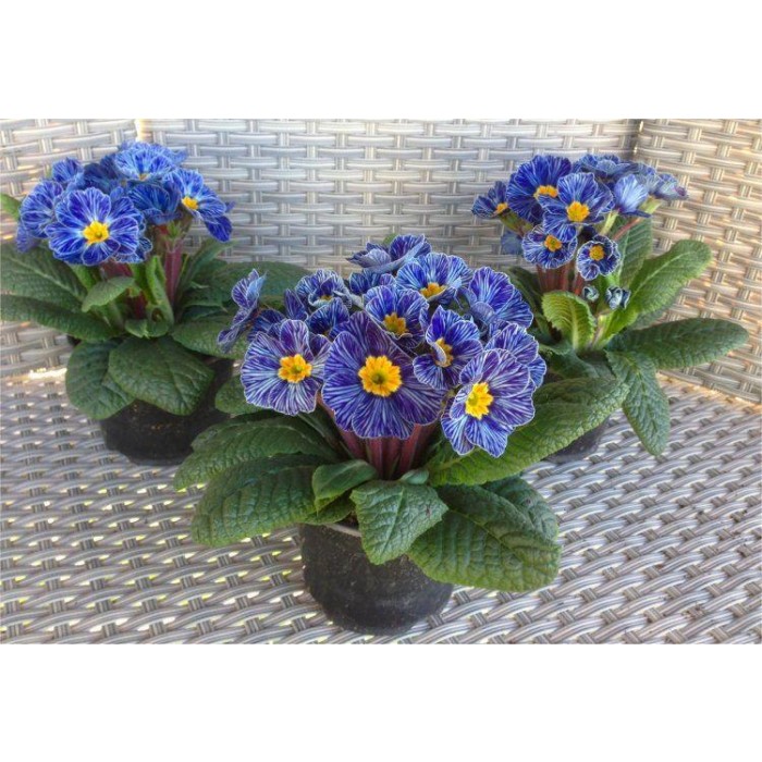 Primrose Blue Zebra Zebra Blue Primula Plants