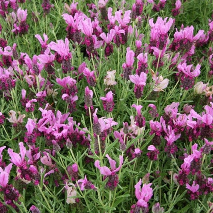 Lavandula Bella Hot Pink - Pink Summer Flowering French Lavender