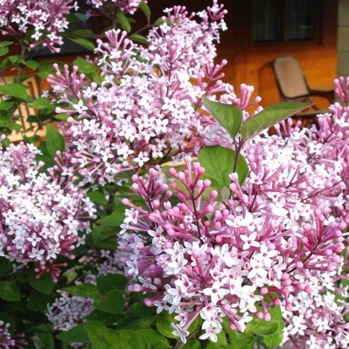 Dwarf Hungarian Lilac - Syringa josikaea Shrub - Large