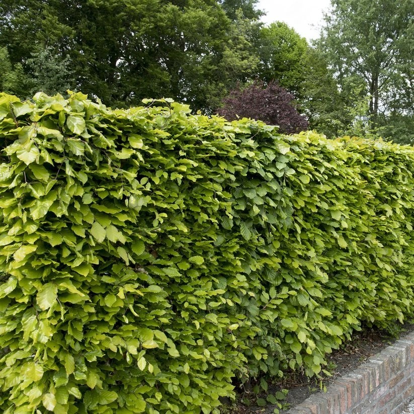 Fagus Sylvatica - Green Beech - Perfect For Hedging