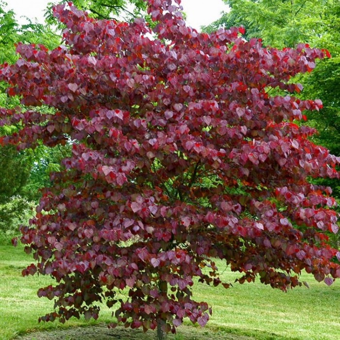 Cercis canadencis Forest Pansy - North American Redbud Tree - circa 1 ...