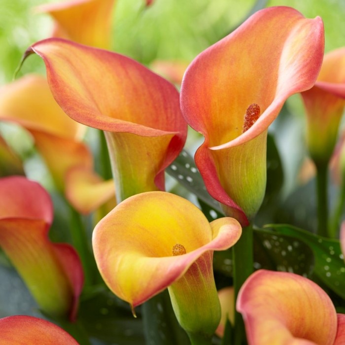 Zantedeschia Morning Sun - Calla Lily - Pack of TEN Bare root