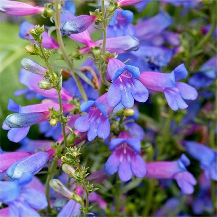 Penstemon heterophyllus Heavenly Blue Springs - Electric Blue Rock ...