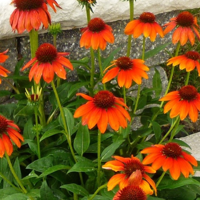 Echinacea Breeders Mix Sunny Colours Echinacea Plants - Pack of FIVE