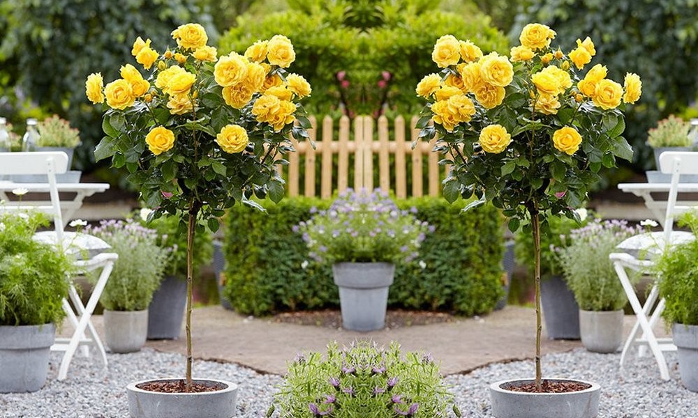 Pair of Standard YELLOW Flowering PATIO Rose Trees