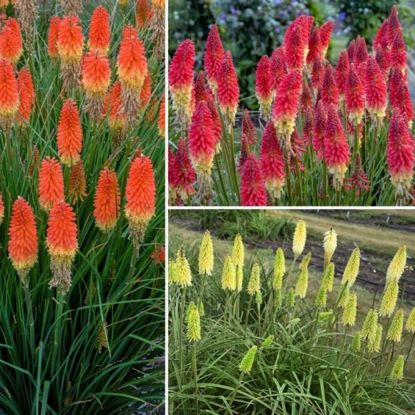 Kniphofia Plants for Sale | Red Hot Pokers