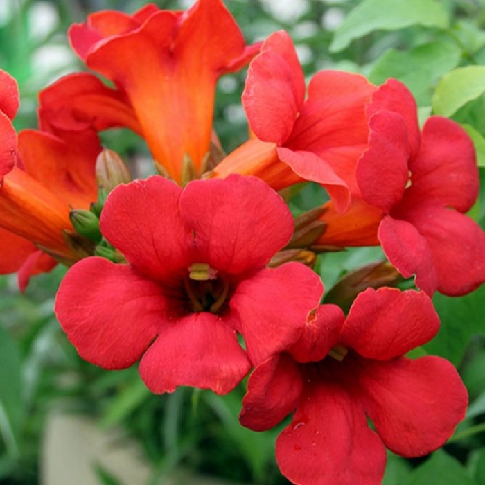 Campsis 'Summer Jazz' Fire Trumpet Red - Trumpet Vine