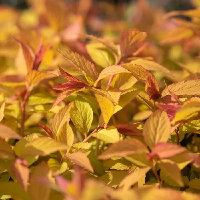 Spiraea japonica 'Firelight'