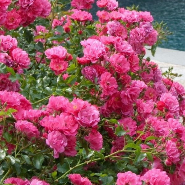 Flower Carpet Roses from Gardening Express - Roses Perfect for Ground Cover