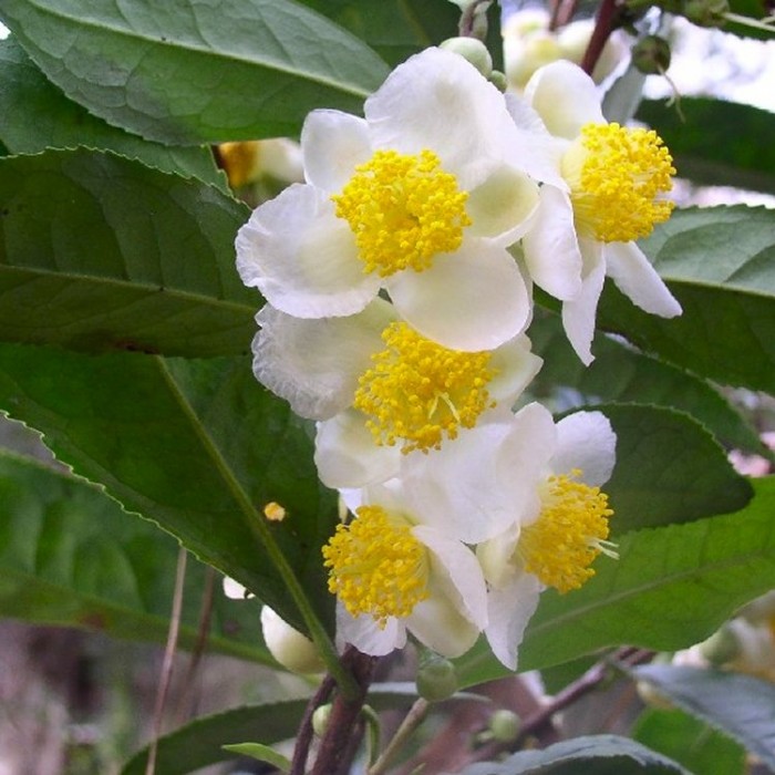 Camellia sinensis - Tea Bush - Grow your Own Cuppa!