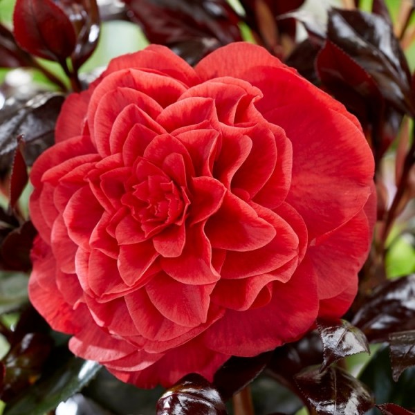 Buy Camellia plants | Camellia shrubs online for UK delivery