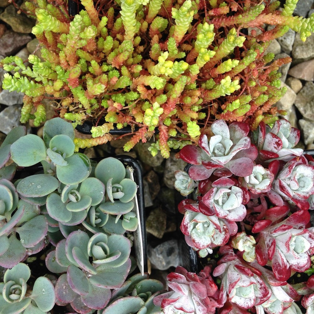 Hardy Succulent Sedum Collection Pack Of Five Evergreen Hardy Plants Perfect Ground Cover 8697