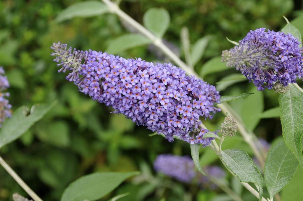 Buddleja Nanho Blue - Buddleia Butterfly Bush