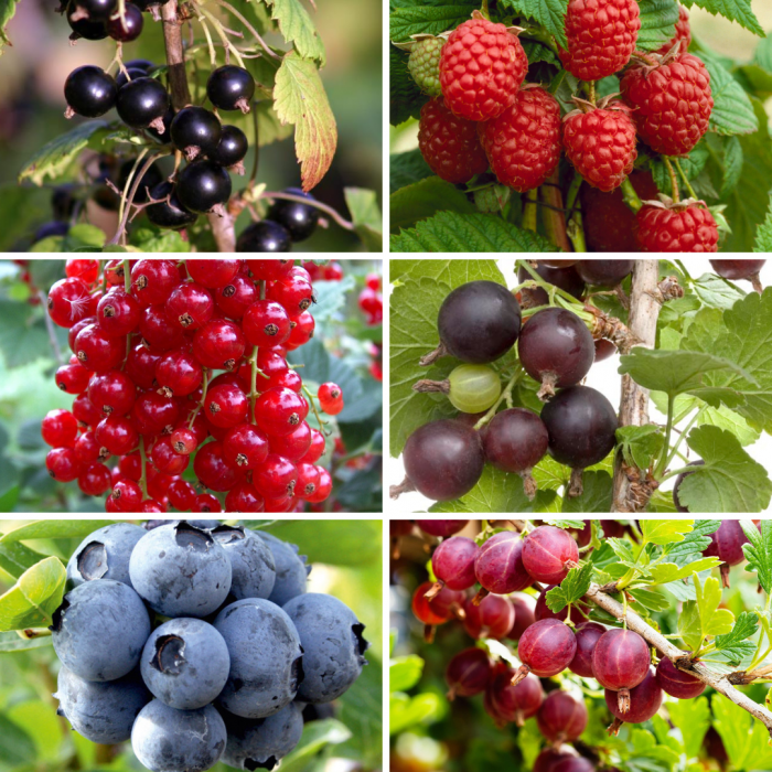 Summer Fruit Pudding Collection - SIX Fantastic Fruit Plants