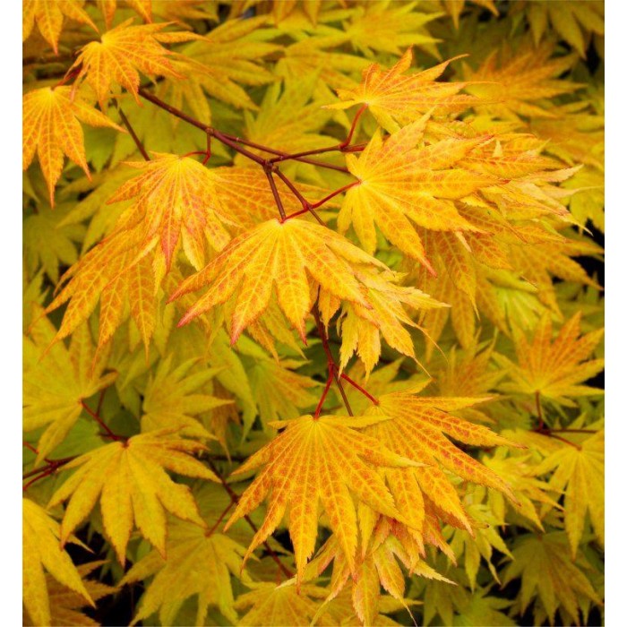 Acer shirasawanum Autumn Moon - Rare Japanese Full Moon Maple