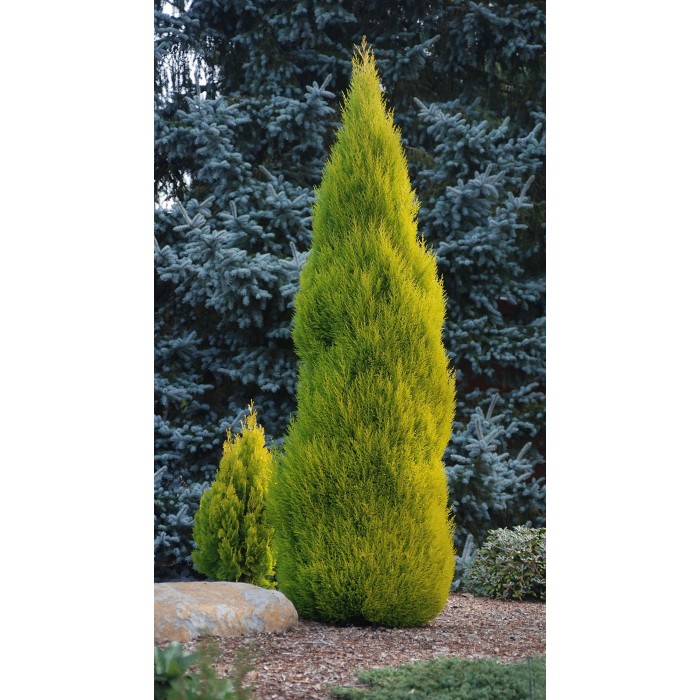 Lemon Scented Monterey Cypress Goldcrest - LARGE 80-100cms