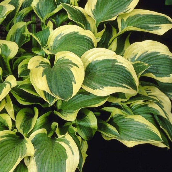 Hosta Francee