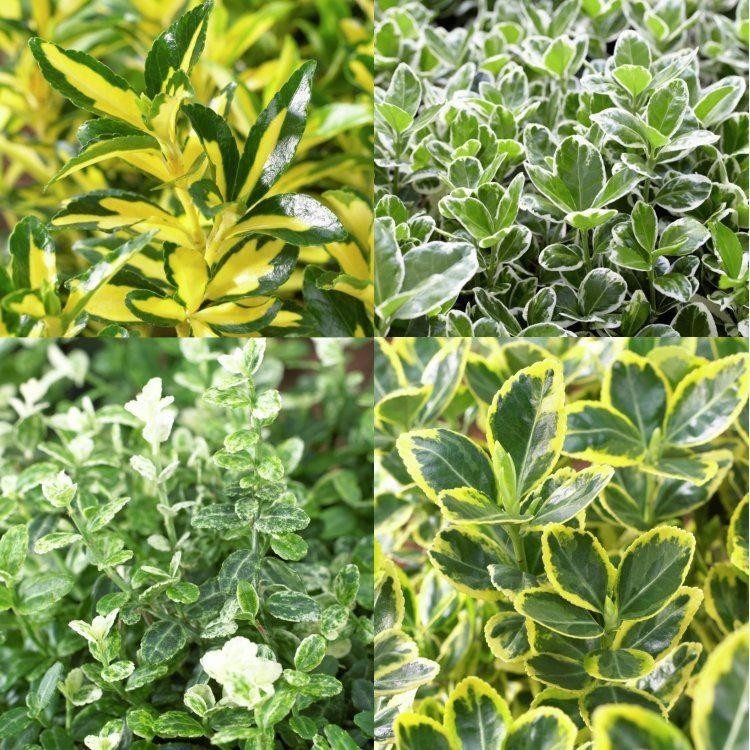 Evergreen Euonymous Selection - Pack of FIVE Evergreen Euonymus Plants ...