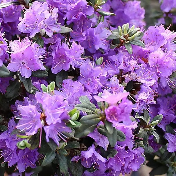 Dwarf Rhododendron Ramapo