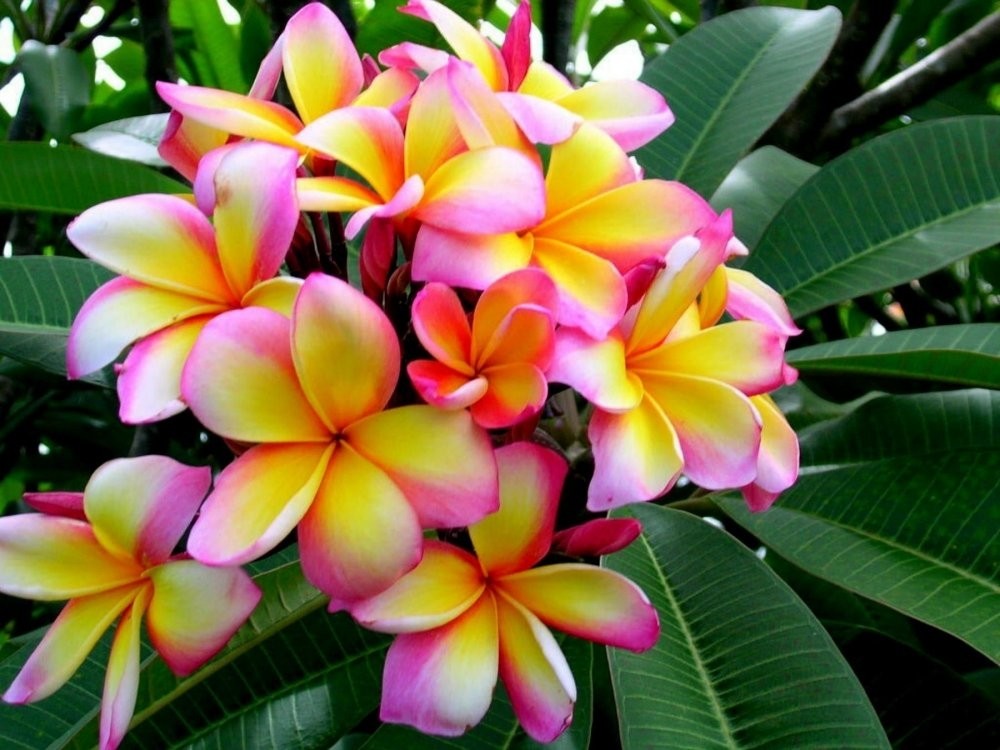 Plumeria Tropical Hawaii - Franchipani Temple Tree